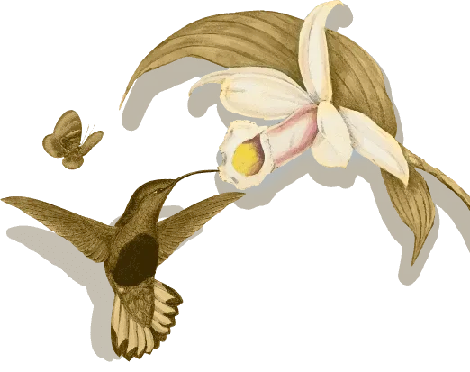 Right Bird Graphic